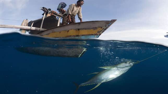 La humanitat pesca 32 milions de tones de peixos d'amagat