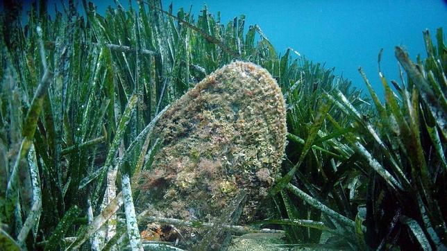 Els aiguamolls i les praderies marines capturen i segresten el carboni entre 10 i 30 vegades millor que un bosc tropical