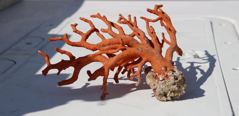 L’Estat autoritza a pescar corall vermell - Illes Formigues