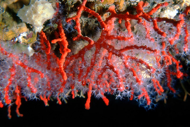 "Amics de les Illes Formigues" i la defensa del corall vermell en perill d'extinció