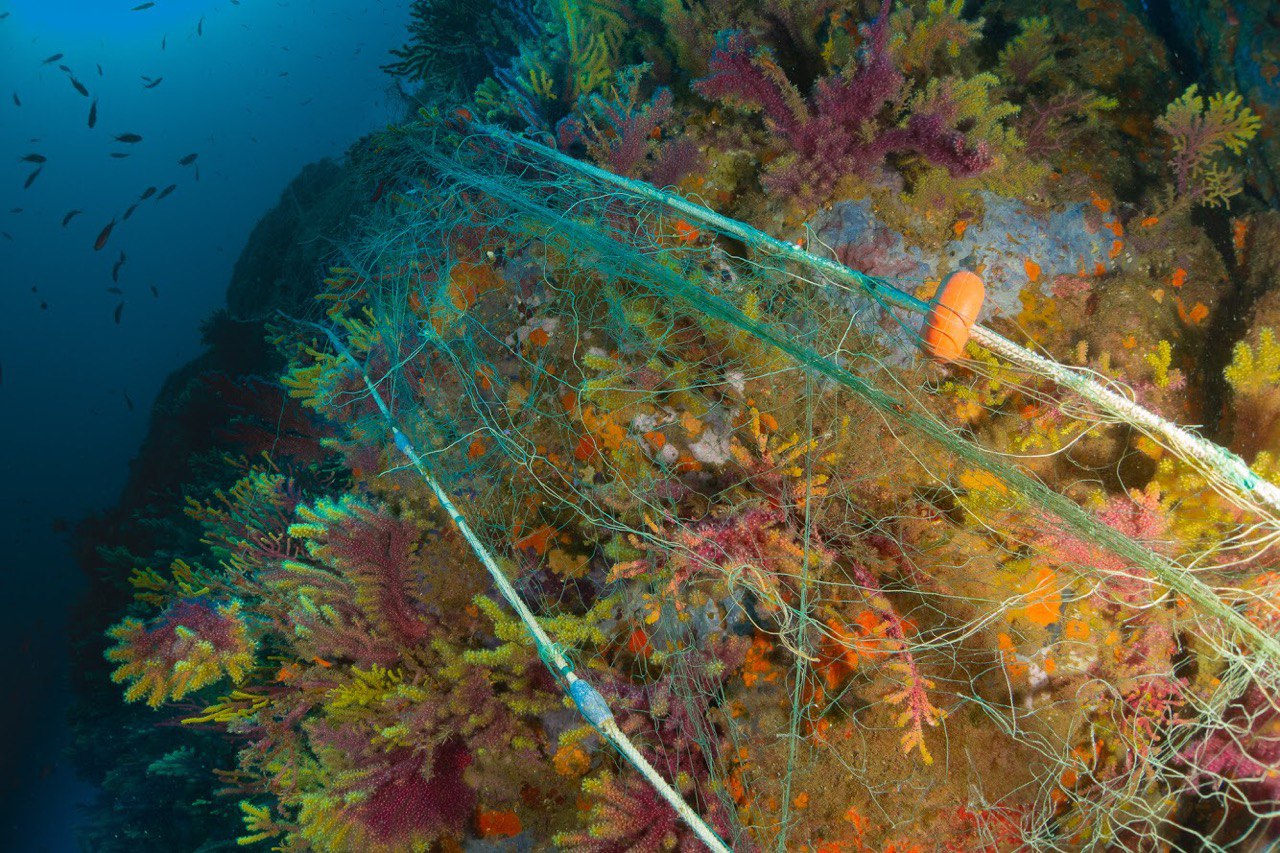 Xarxes als Ullastres Amics de les Illes Formigues