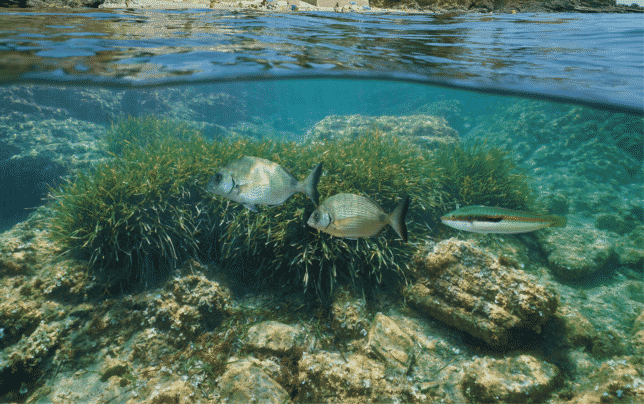 Amics de les Illes Formigues