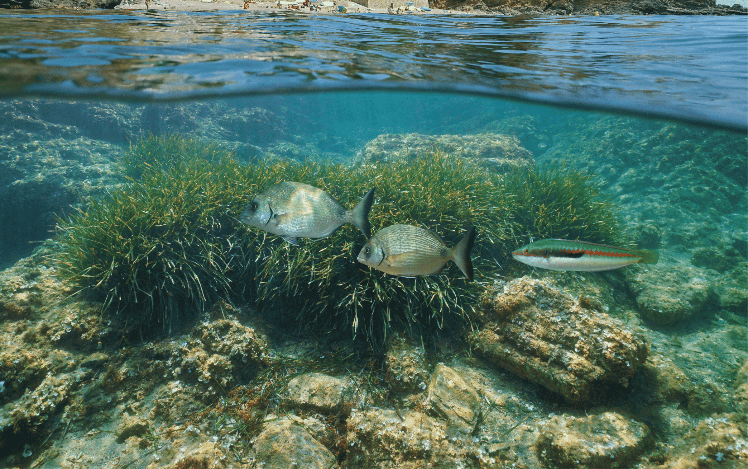 Amics de les Illes Formigues