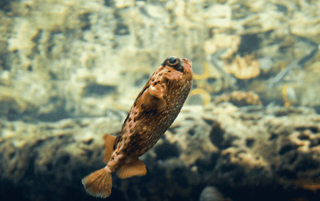 Peix Globus - Amics de les Illes Formigues