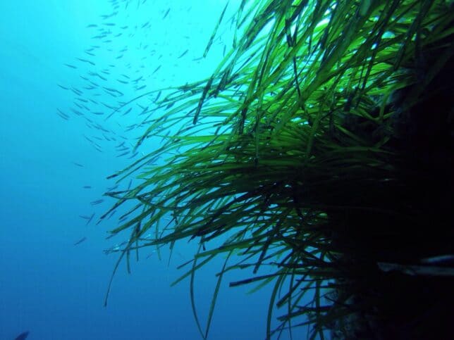 Salvem la Posidònia - Illes Formigues