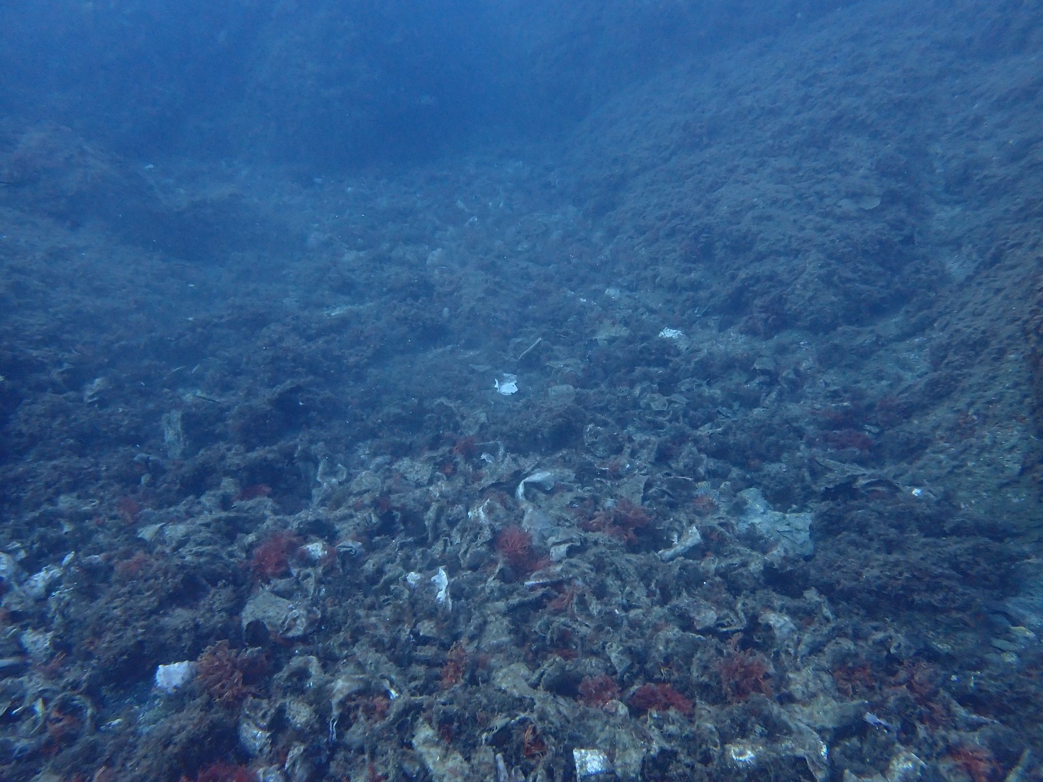 El col·lapse de les depuradores provoca l’abocament de les aigües residuals al mar