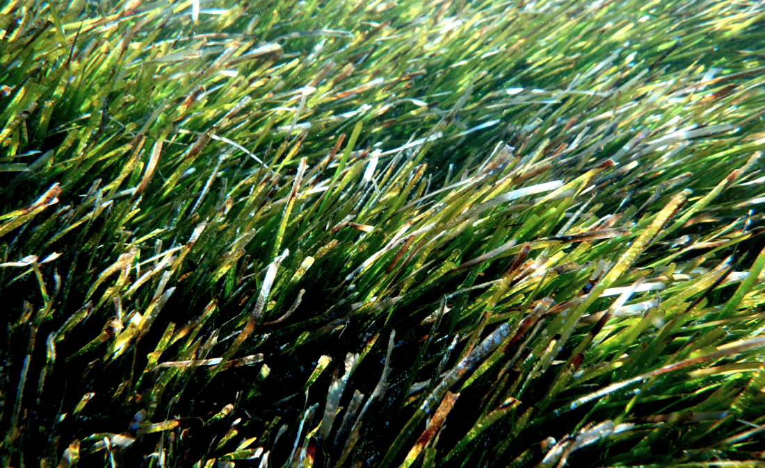 Les Illes Formigues tindran, per fi, un camp de fondeig