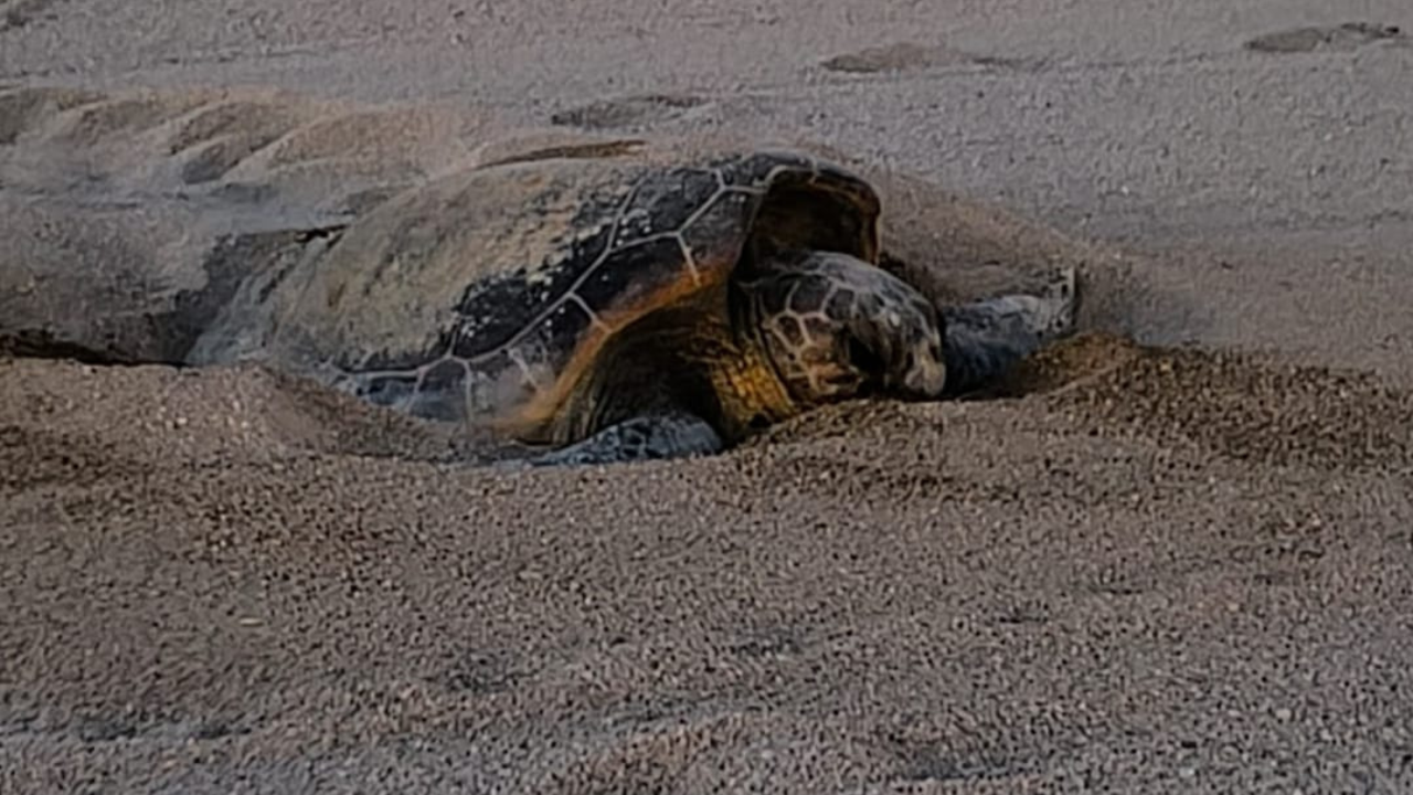 Nidificació de la tortuga careta a Catalunya: una crida a protegir la biodiversitat marina